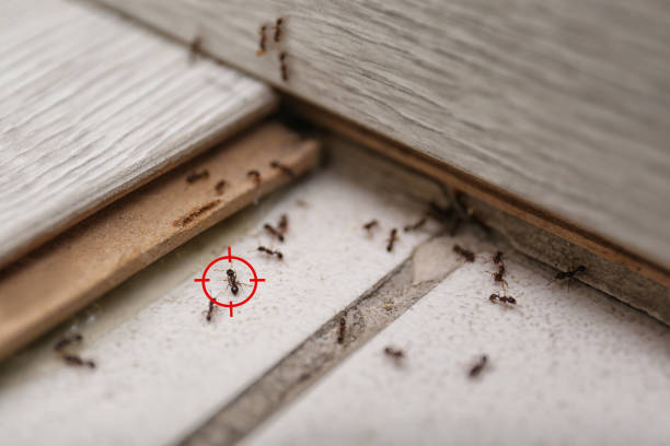 Best Insect Control  in Web, AL