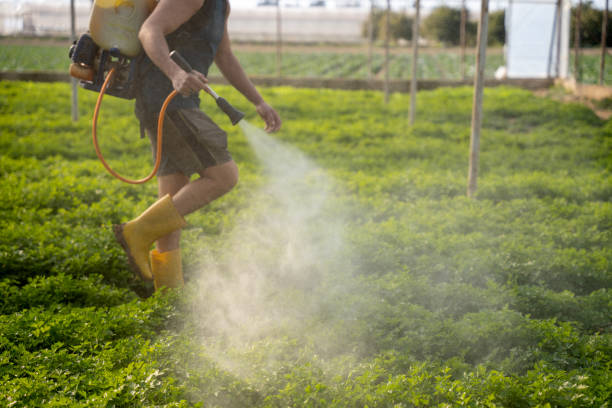 Best Mosquito Control Services  in Web, AL