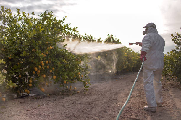 Best Pest Control Near Me  in Web, AL