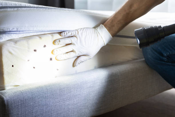 Best Cockroach Control Services  in Web, AL