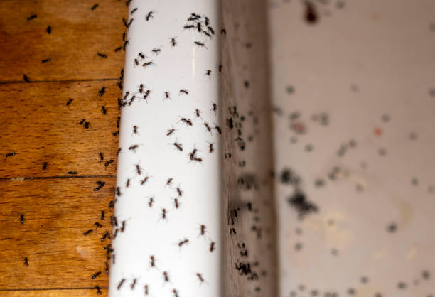 Pest Control for Restaurants in Web, AL
