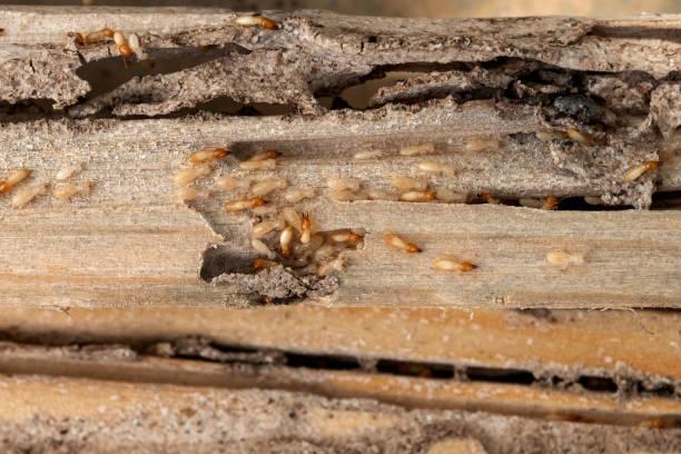Best Flea Control Services  in Web, AL