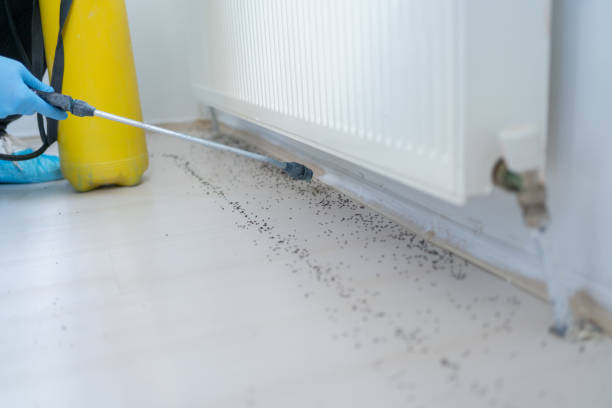 Best Wasp Removal Services  in Web, AL